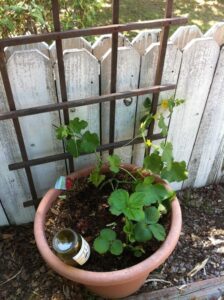 Mini Trellis For Potted Plants The World'S Best Photos Of Cucumber And Trellis - Flickr Photo 367
