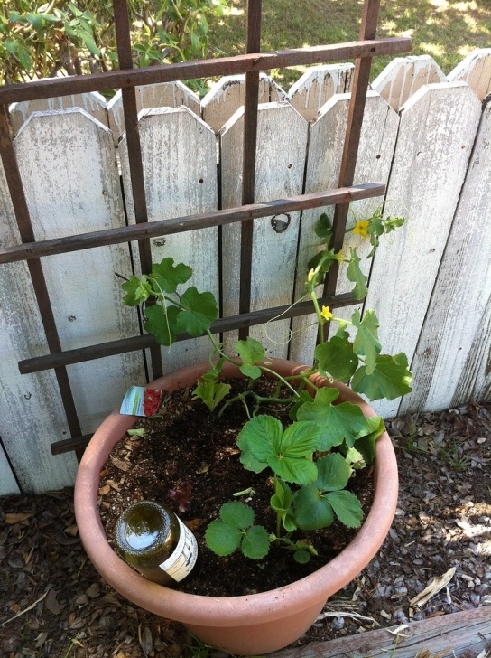 Mini Trellis For Potted Plants The World'S Best Photos Of Cucumber And Trellis - Flickr Photo 367