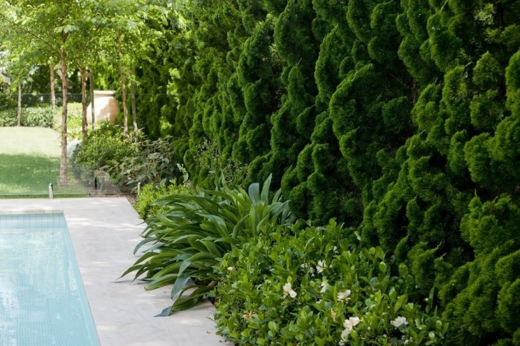Modern Border Plants Mixed Border By Peter Fudge | Garden Plants Design Image 767