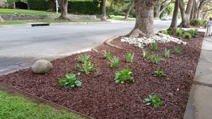 Modern Drought Tolerant Landscaping Graceful Drought Tolerant Parkway - Modern - Landscape Photo 053