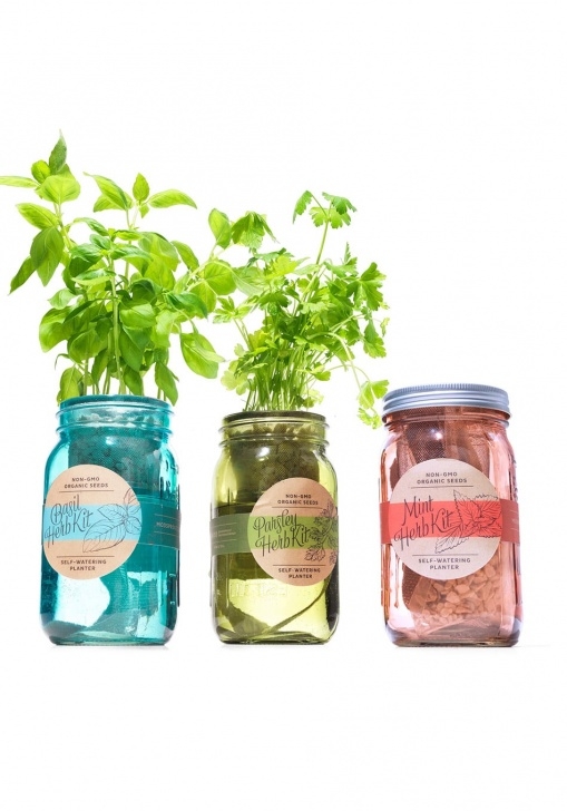 Modern Sprout Garden Jar Modern Sprout Kitchen Herb Kit | See What Oprah Thinks Picture 467