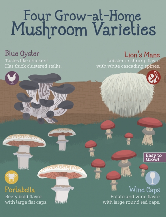 Mushroom Growing In Garden Grow Your Own Mushrooms At Home | I Like To Grow Things Photo 293