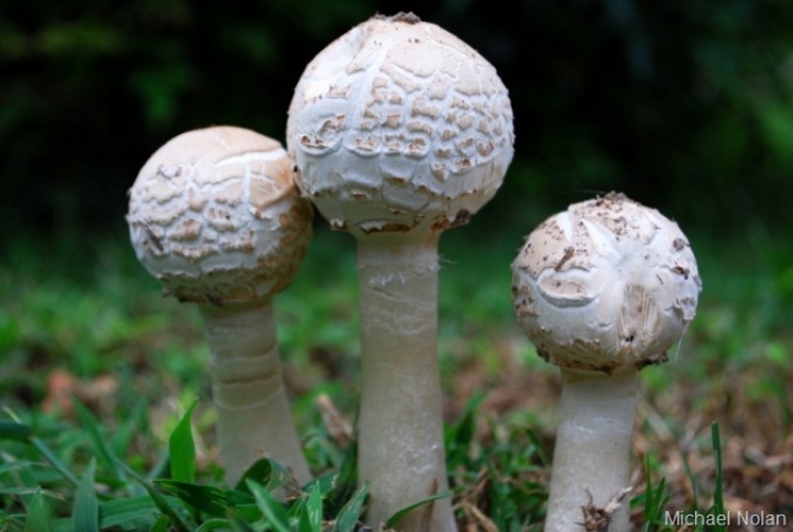 Mushroom Growing In Garden Help! Why Are There Mushrooms In My Garden? — Urbanfig Image 304