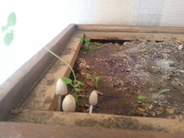 Mushroom Growing In Garden Plant Health - Is It Good Or Bad To Have Mushrooms Growing Picture 979