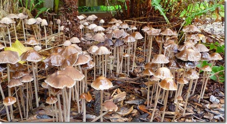 Mushroom Growing In Garden Soil - What Relevance Does Fungal Dominance Have To A Image 933
