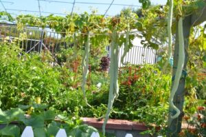 My Kitchen Garden Entertaining From An Ethnic Indian Kitchen: Garden Journal Picture 643