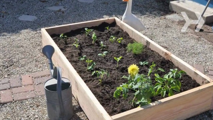 My Kitchen Garden How To Plant A Vegetable Garden - Youtube Image 618