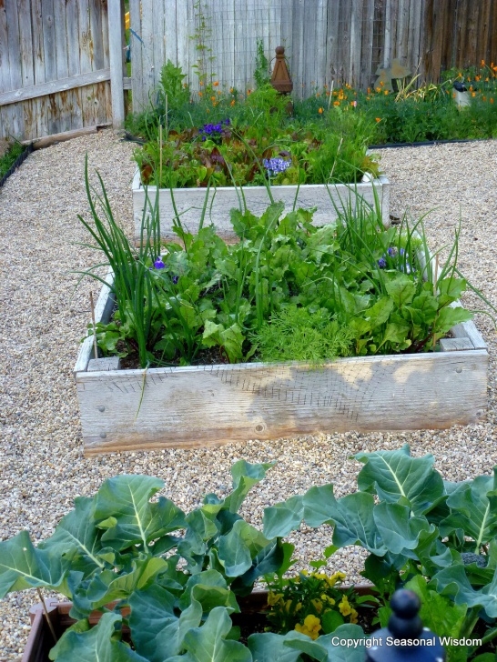 My Kitchen Garden I Have Gone Forth And Randomally Distributed My Seed. Photo 641