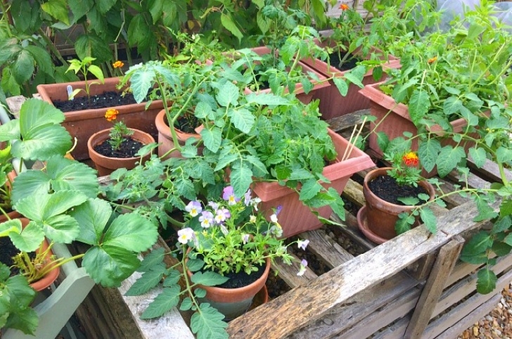 My Kitchen Garden My June Kitchen Garden Update | Penny Golightly Photo 662