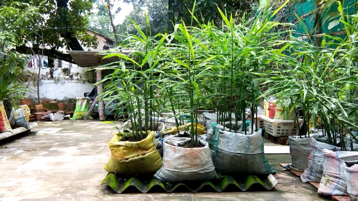 My Kitchen Garden My Organic Kitchen Terrace Garden!: Growing Organic Ginger Photo 761