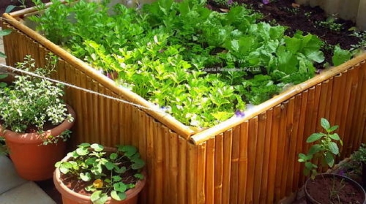 My Kitchen Garden Organic Kitchen Gardening Services At Rs 150/Square Feet Photo 756