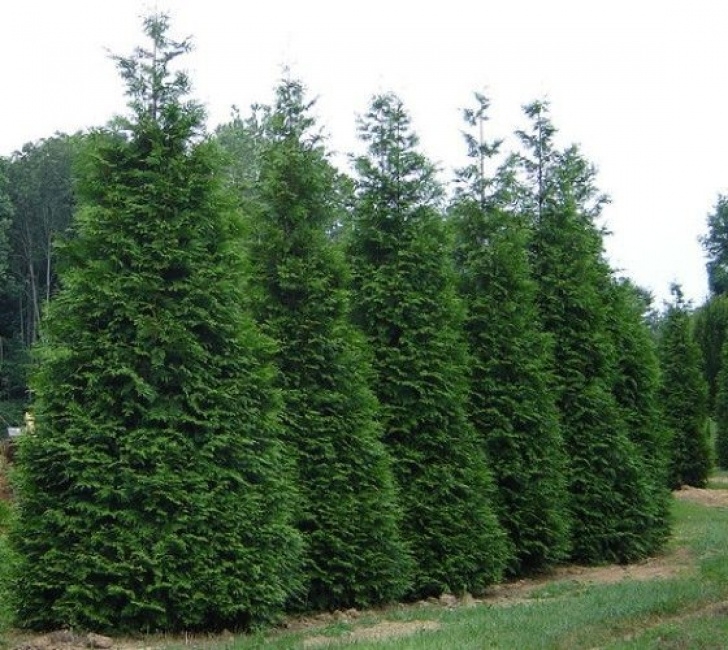 Narrow Evergreen Trees For Screening 69 Best Plants For Narrow Spaces And Screening Images On Picture 796
