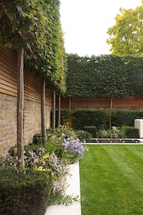 Narrow Evergreen Trees For Screening Fascinating Evergreen Pleached Trees For Outdoor Image 008