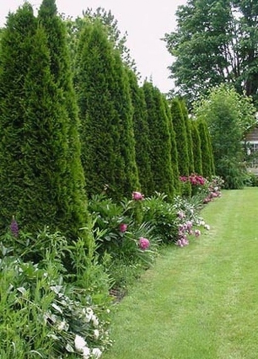 Narrow Evergreen Trees For Screening How To Space A Privacy Fence Using Arborvitae Pyramidalis Picture 214