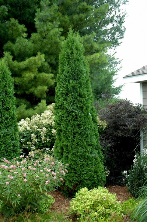 Narrow Evergreen Trees For Screening North Pole® Arborvitae (Thuja Occidentalis 'Art Boe') In Photo 496