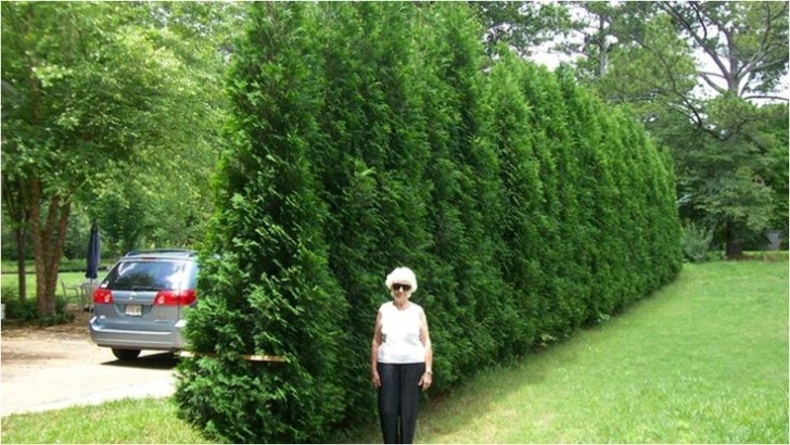 Narrow Evergreen Trees For Screening Pillar Arborvitae - For Privacy - Grows 3 - 4 Feet Per Picture 057