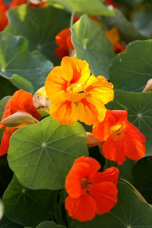 Nasturtium Companion Planting Healing Weeds: Nasturtium — Nasturtium Is Another Great Photo 742