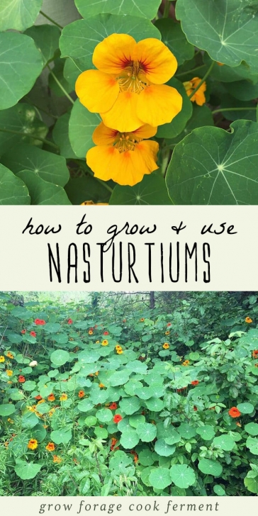 Nasturtium Companion Planting How To Grow And Use Nasturtiums | Plants, Companion Picture 447