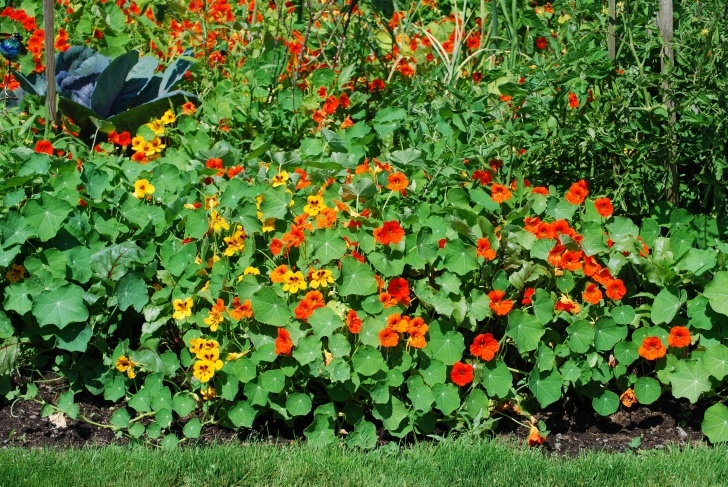 Nasturtium Companion Planting Huge Success! I Heard That Nasturtiums "Thrived On Neglect Image 695
