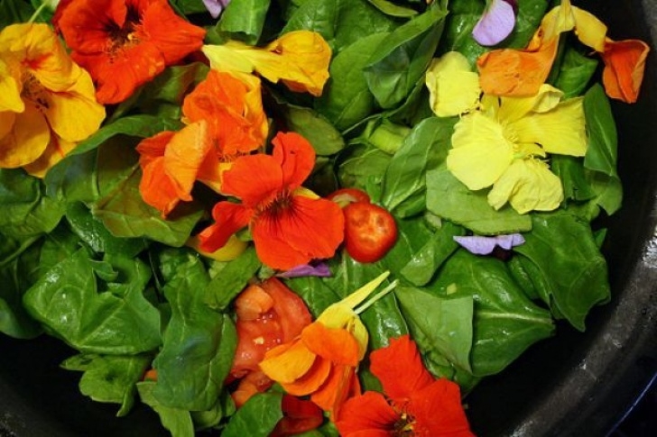 Nasturtium Companion Planting Nasturtiums As Food And Companion Plants | Companion Photo 258