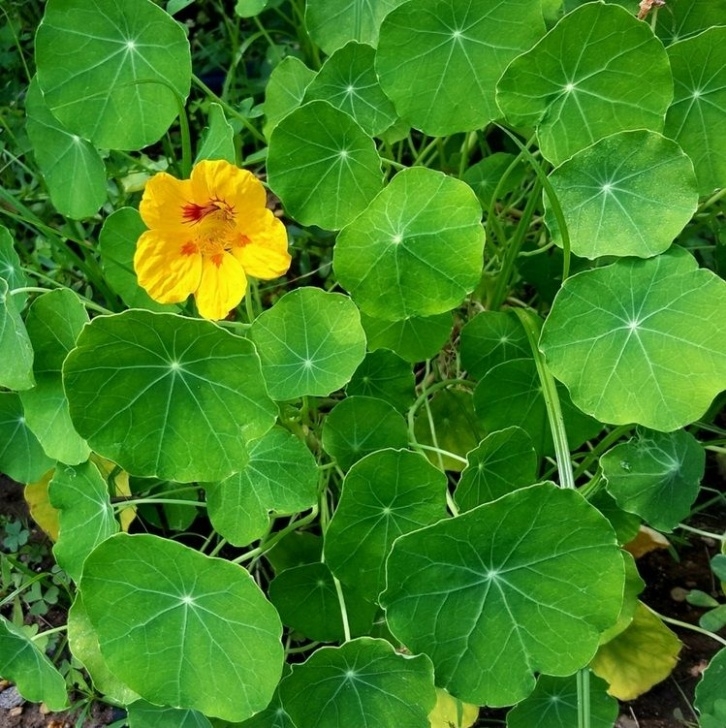 Nasturtium Companion Planting Nasturtiums | Nasturtium, Vegetable Garden, Edible Plants Image 251