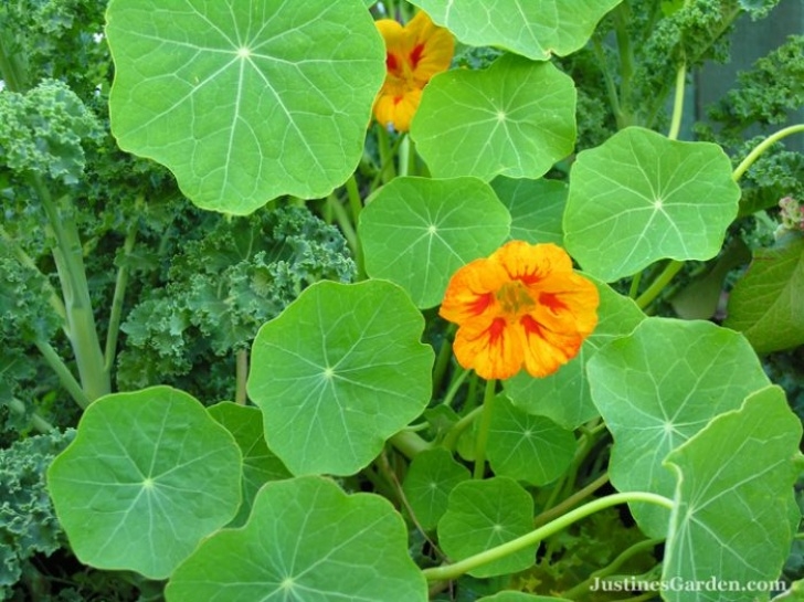 Nasturtium Companion Planting Plant Nasturtiums As A Sacrificial Crop. Cabbage White Picture 896