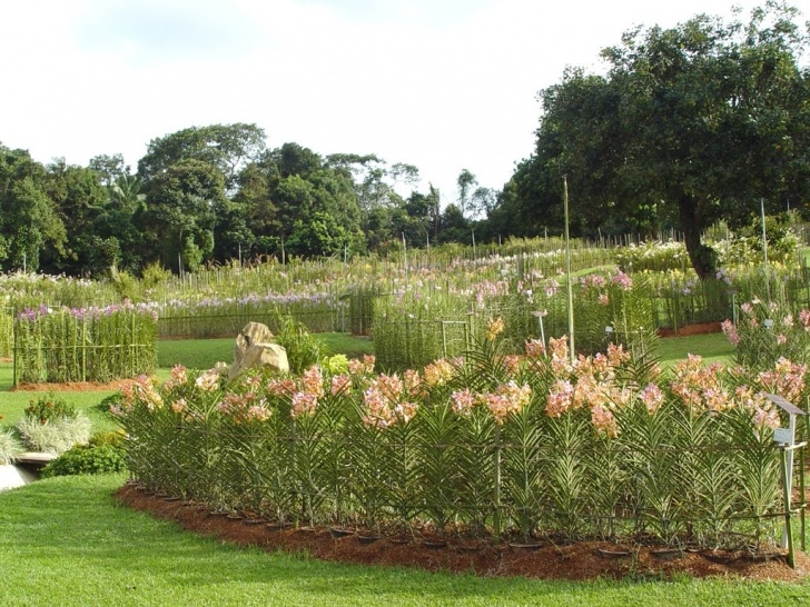 National Orchid Garden National Orchid Garden - Singapore ~ Travel-My-Blog Image 314