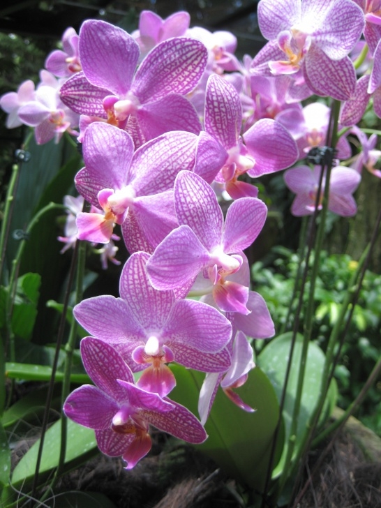 National Orchid Garden National Orchid Gardens | Living In Sing City Image 128