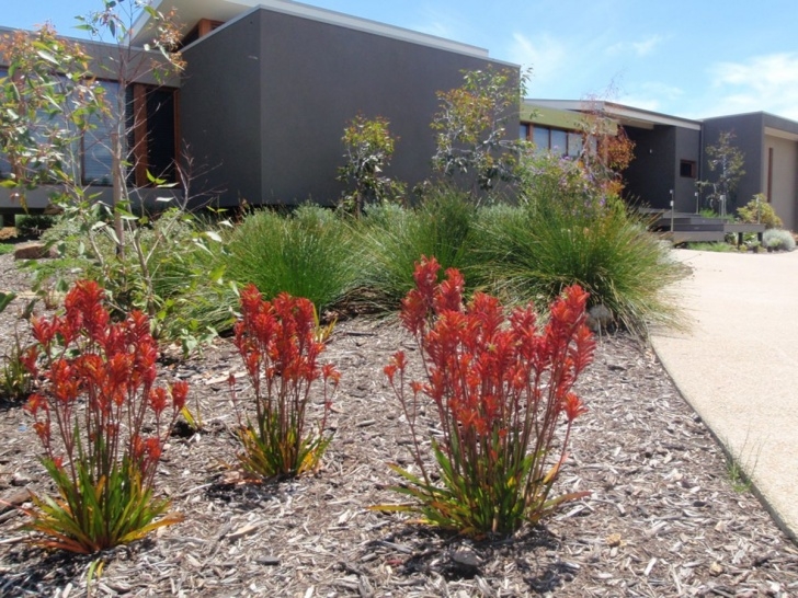 Native Garden Design Low Maintenance And Imbued With Australian History: The Image 230