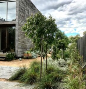 Native Garden Design Modern Native Garden | King'S Landscaping Picture 557