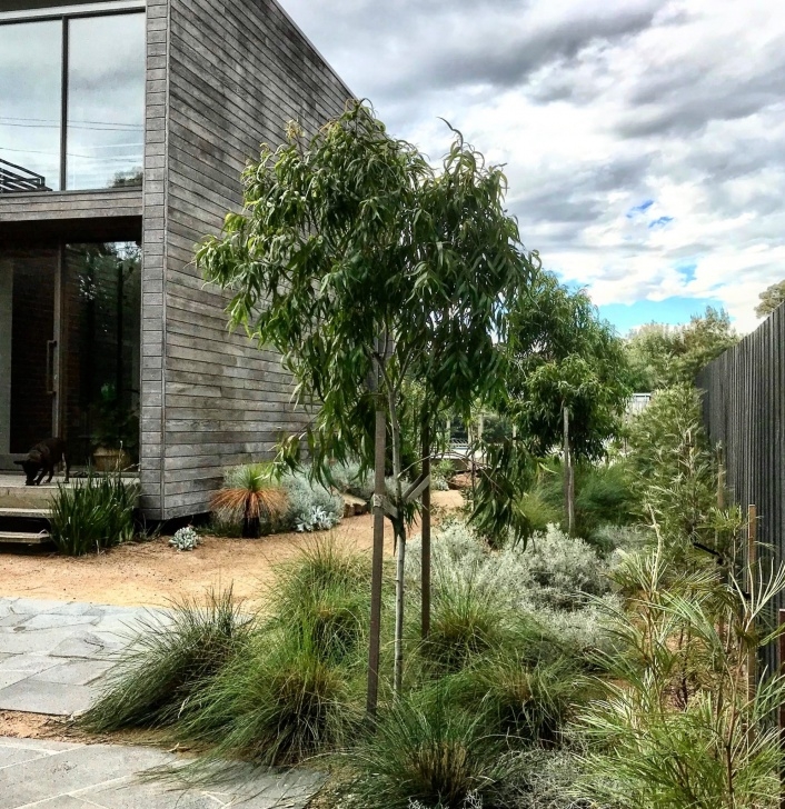 Native Garden Design Modern Native Garden | King'S Landscaping Picture 557