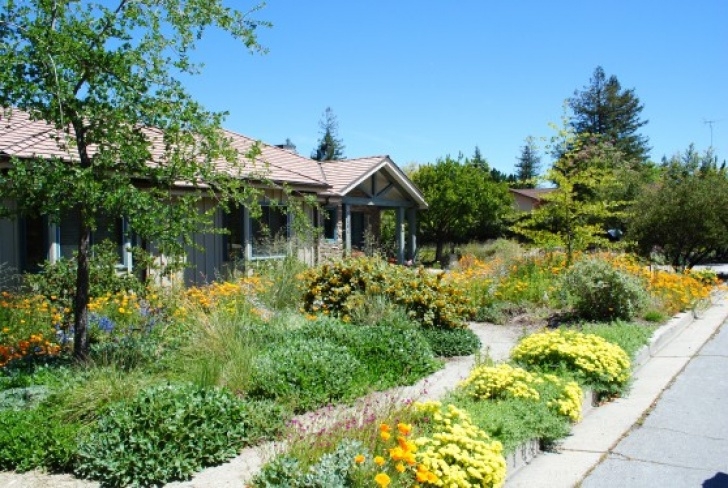 Native Planting Design Organic Gardening And Landscaping Tips | Julie Orr Design Picture 780