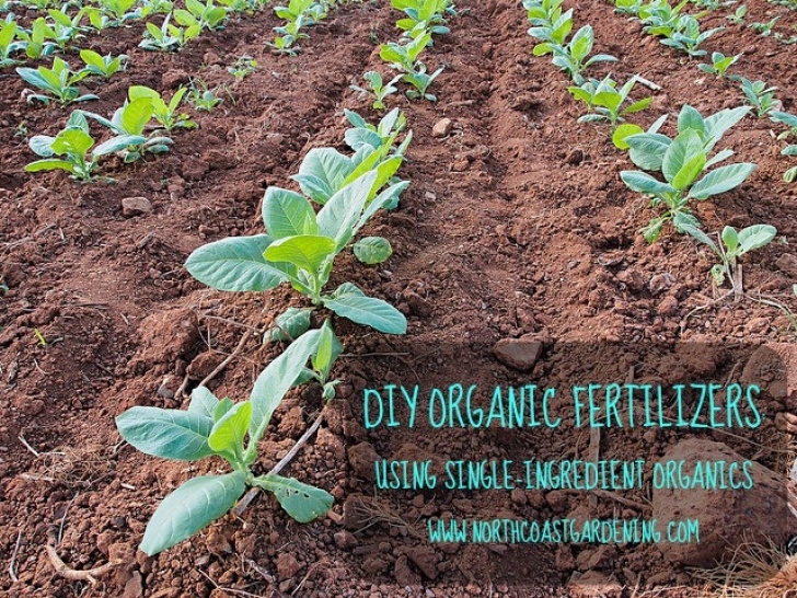 Natural Fertilizer For Plants Diy Organic Fertilizer: Demystifying Single-Ingredient Picture 413