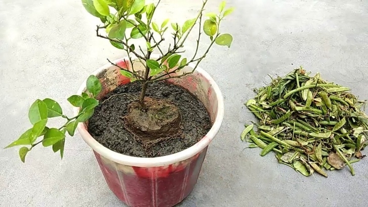 Natural Fertilizer For Plants Grow Lemon Tree Faster Using Homemade Compost Fertilizer Picture 674