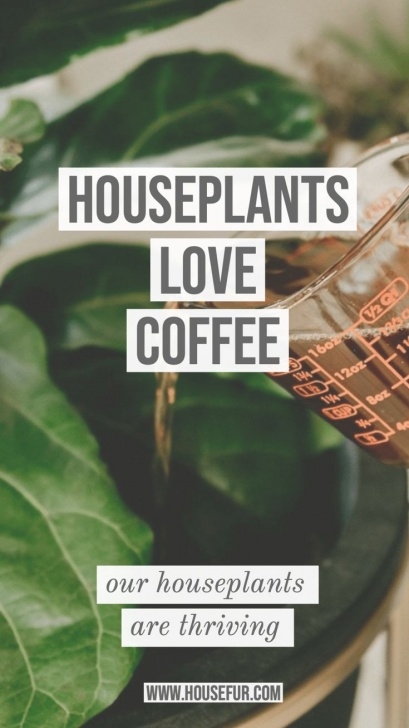 Natural Fertilizer For Plants Houseplants Love Coffee As A Natural Fertilizer | Plants Picture 211