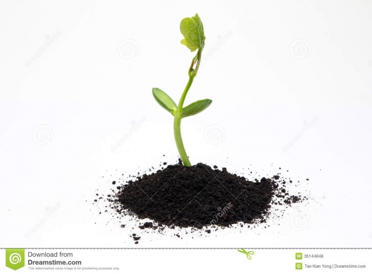 Natural Fertilizer For Plants Organic Fertilizer Farming Stock Photo. Image Of Farm Photo 804