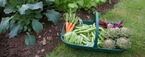 Natural Fertilizer For Plants The Benefits Of Using Natural Plant Feed & Organic Fertilizers Image 107 Natural Fertilizer For Plants The Benefits Of Using Natural Plant Feed & Organic Fertilizers Image 107