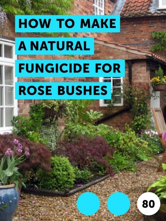 Natural Fungicide For Plants How To Make A Natural Fungicide For Rose Bushes | Rose Image 491