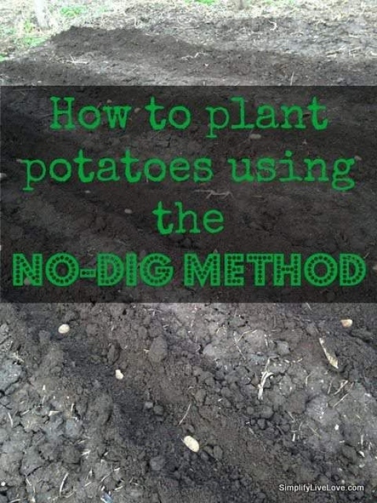 No Dig Potatoes Atoes Using The No-Dig Method | Planting Potatoes, Dig Photo 448