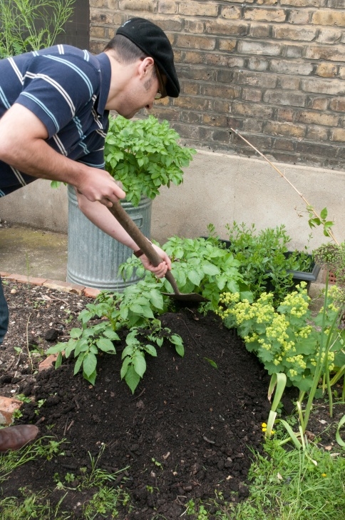 No Dig Potatoes Earthing Up (No Dig ) Potatoes A La Charles Dowding (Ish Image 567