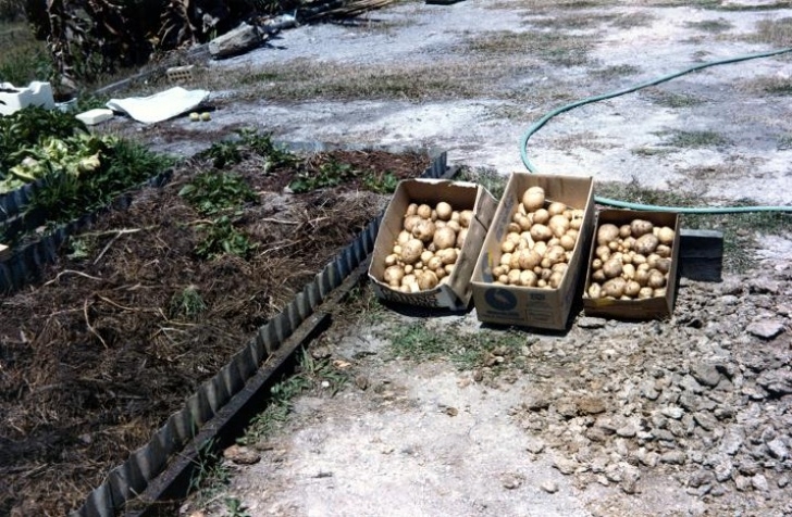 No Dig Potatoes Forum: No-Dig Potatoes Photo 483