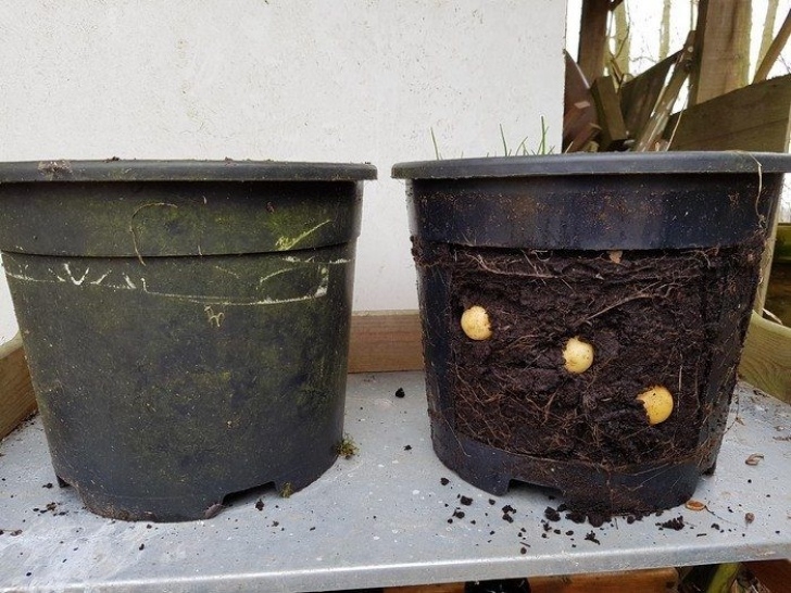 No Dig Potatoes Growing Potatoes In Buckets The No-Dig Way | Diy Projects Photo 545