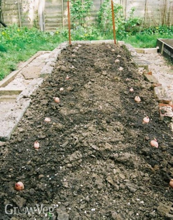 No Dig Potatoes How To Grow Potatoes The No Dig Way Picture 552