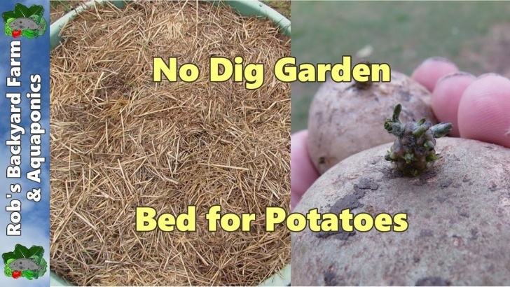 No Dig Potatoes No Dig Garden Bed For Potatoes.. - Youtube Picture 092