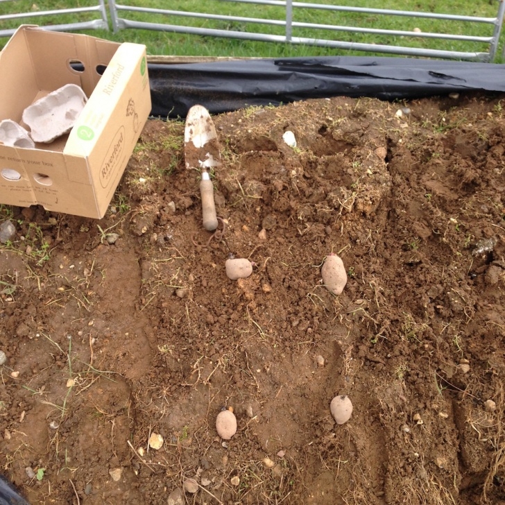 No Dig Potatoes No-Dig Potatoes | Smallholding Dreams Image 447