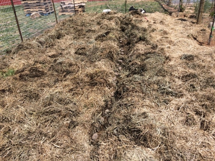 No Dig Potatoes Our No Dig No Weed Potato Garden – Bountiful Beautiful Life Photo 667