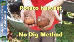 No Dig Potatoes Potato Harvest, No Dig Method, Spring 2013.. - Youtube Image 897
