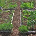 No Till Indoor Beds Shhhh … Don’t Disturb The Soil – Why Consider “No-Till Picture 730