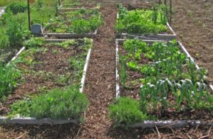 No Till Indoor Beds Shhhh … Don’t Disturb The Soil – Why Consider “No-Till Picture 730