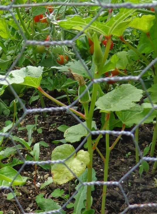 Okra Companion Plants Growing Greener In The Pacific Northwest: Can Okra Be Photo 259
